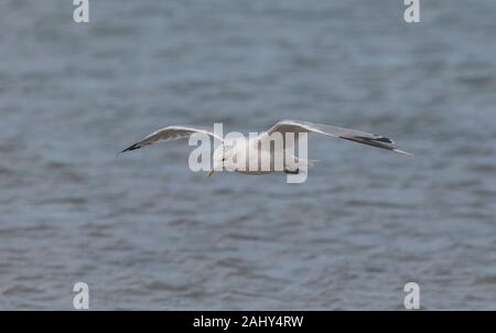 Gabbiano comune, Larus canus, in volo sopra il porto di Poole. Nella tarda estate del piumaggio. Foto Stock