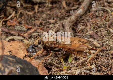 Hornet robberfly, Asilus crabroniformis, su bovini-pascolato brughiera, Dorset. Foto Stock