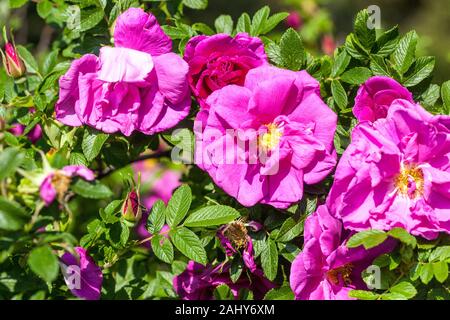 Arbusto Rosa fiore Rosa Rosa "Roseraie de l'Hay" Foto Stock