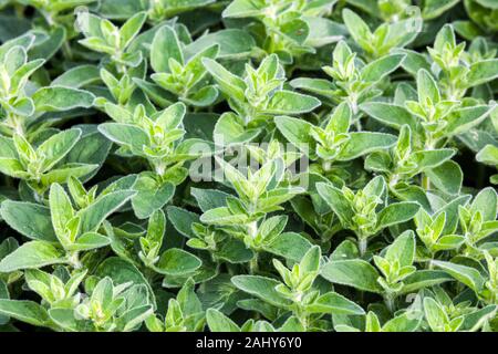 Oreganos Origanum vulgare origano origano Foto Stock