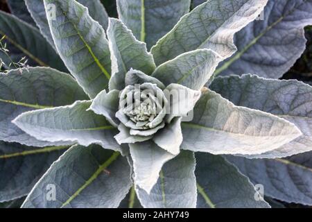 Densa Molène Mullein densiflorum rosette di foglie in erba Foto Stock