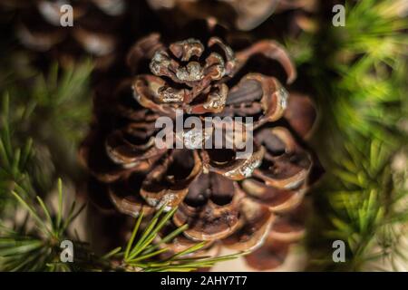 Strobilo, comunemente chiamato pigna, utilizzato nelle decorazioni di Natale Foto Stock