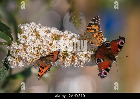 White Buddleia, con masse di farfalle su: piccola tartaruga, Pavone, e dipinto di Lady. Foto Stock