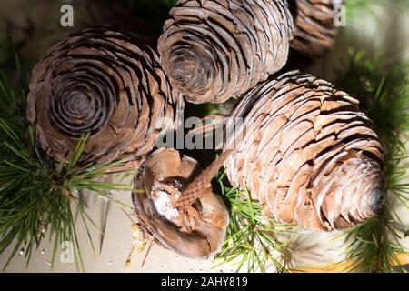 Strobilo, comunemente chiamato pigna, utilizzato nelle decorazioni di Natale Foto Stock