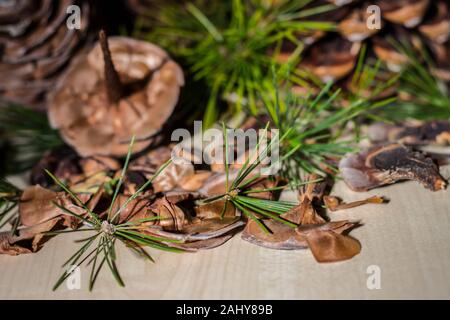 Strobilo, comunemente chiamato pigna, utilizzato nelle decorazioni di Natale Foto Stock