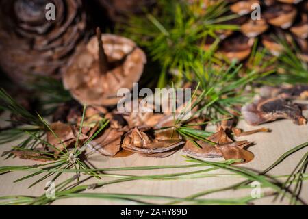 Strobilo, comunemente chiamato pigna, utilizzato nelle decorazioni di Natale Foto Stock