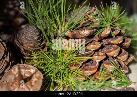 Strobilo, comunemente chiamato pigna, utilizzato nelle decorazioni di Natale Foto Stock