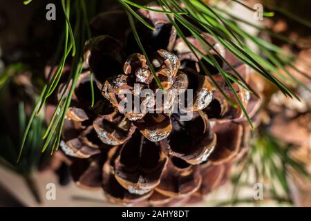 Strobilo, comunemente chiamato pigna, utilizzato nelle decorazioni di Natale Foto Stock