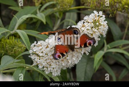 Bianco, Buddleia con farfalla pavone, Aglais io, nectaring su di esso. Foto Stock