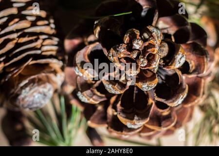 Strobilo, comunemente chiamato pigna, utilizzato nelle decorazioni di Natale Foto Stock