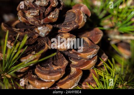 Strobilo, comunemente chiamato pigna, utilizzato nelle decorazioni di Natale Foto Stock