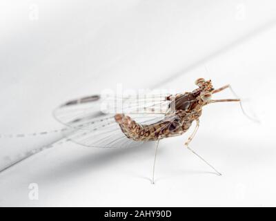 La fotografia macro di Mayfly sul pavimento bianco Foto Stock