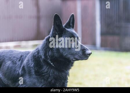 Ritratto di un bellissimo pastore tedesco o cane alsaziano. Foto Stock