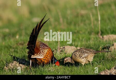 Il fagiano comune (Phasianus colchicus) maschio e femmina, Schleswig-Holstein, Germania Foto Stock