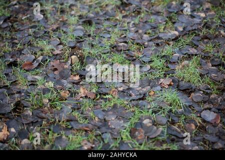 In inverno le foglie morte sul terreno sfondo macro di alta qualità Foto Stock