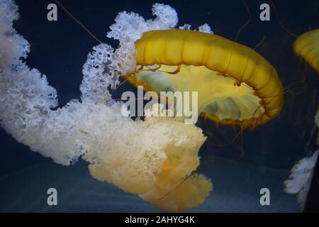 Giallo jelly fish vista ravvicinata Foto Stock