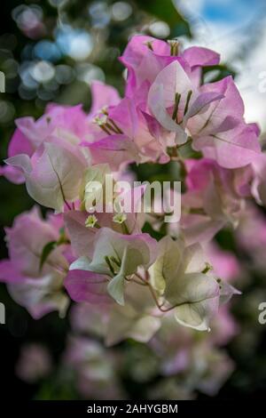 Una rosa di fiori di bouganville in Maui, Hawaii Foto Stock