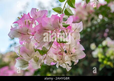 Una rosa di fiori di bouganville in Maui, Hawaii Foto Stock