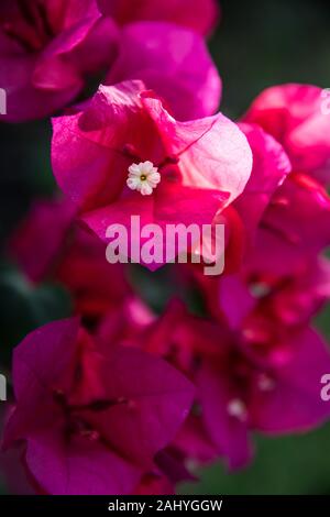 Un cono di rosa pianta di zenzero in Maui, Hawaii Foto Stock