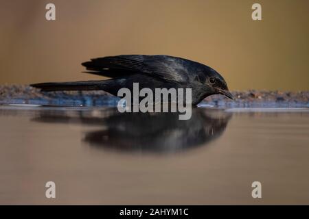 Nero meridionale flycatcher, Melaenornis pammelaina, Zimanga Game Reserve, Sud Africa Foto Stock