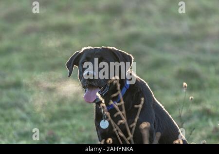 Un labrador nero respiri fuori soffio gelato in una fredda mattina. Foto Stock