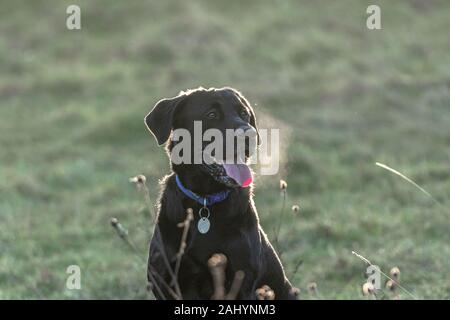 Un labrador nero respiri fuori soffio gelato in una fredda mattina. Foto Stock