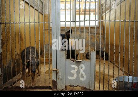 Abuso di animale. Aggressivo cane randagio ululano, abbaiare dietro le sbarre in voliera Borodyanka, Ucraina Foto Stock