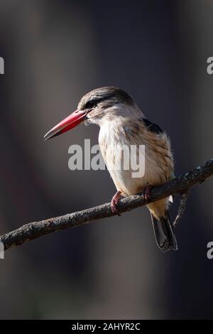 Marrone-incappucciati kingfisher, Halcyon albiventris, uMkhuze Game Reserve, Sud Africa Foto Stock