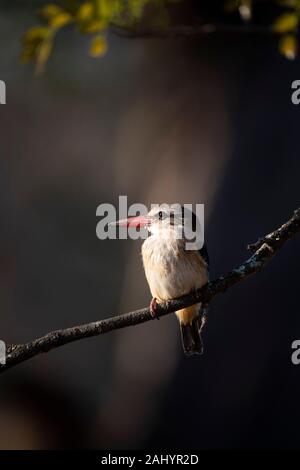 Marrone-incappucciati kingfisher, Halcyon albiventris, uMkhuze Game Reserve, Sud Africa Foto Stock