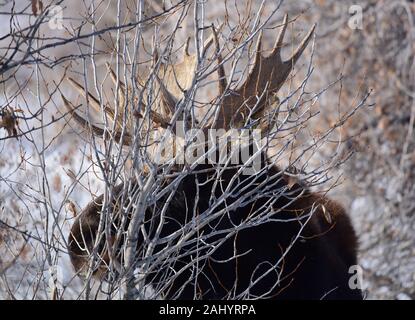 Una bull moose foraggi durante l inverno al Seedskadee National Wildlife Refugee in Sweetwater County, Wyoming. Foto Stock