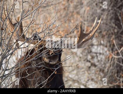 Una bull moose foraggi durante l inverno al Seedskadee National Wildlife Refugee in Sweetwater County, Wyoming. Foto Stock