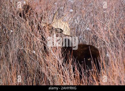 Una bull moose foraggi durante l inverno al Seedskadee National Wildlife Refugee in Sweetwater County, Wyoming. Foto Stock