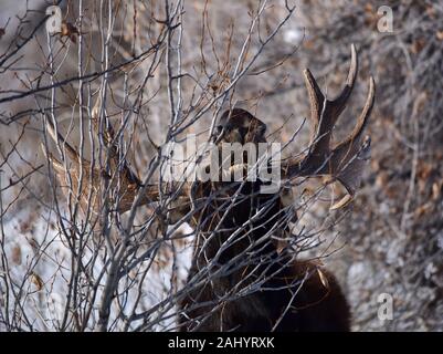 Una bull moose foraggi durante l inverno al Seedskadee National Wildlife Refugee in Sweetwater County, Wyoming. Foto Stock