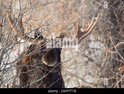 Una bull moose foraggi durante l inverno al Seedskadee National Wildlife Refugee in Sweetwater County, Wyoming. Foto Stock