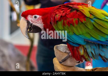 Ritratto di una bella colorata Ara Scarlet Macaw parrot close up. Foto Stock