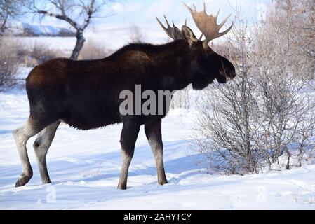 Una bull moose foraggi durante l inverno al Seedskadee National Wildlife Refugee in Sweetwater County, Wyoming. Foto Stock