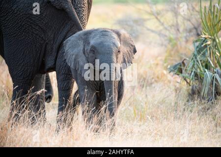 Elefante africano con giovani, Loxodonta africana africana, Tembe Elephant Park, Sud Africa Foto Stock