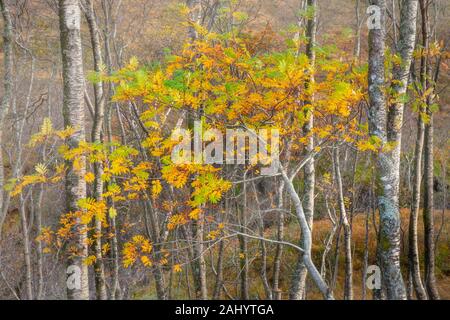 Il frassino con foglie a cambiare colore da verde a giallo in crescita in foggy betulla Bosco in autunno.Ottobre foresta scena senza sky.luminoso e vibran Foto Stock