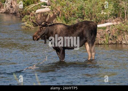 Una bull moose sorge in Gros Ventre River nel Parco Nazionale di Grand Teton in alci, Wyoming. Foto Stock