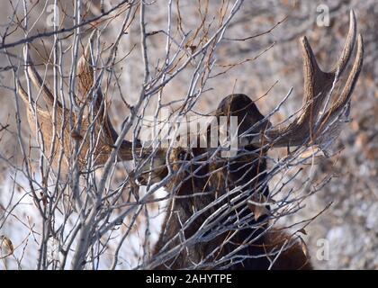 Una bull moose foraggi durante l inverno al Seedskadee National Wildlife Refugee in Sweetwater County, Wyoming. Foto Stock