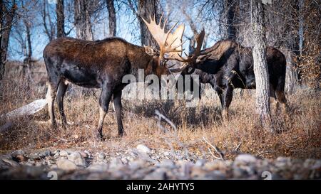 Una coppia di bull moose bloccare i palchi in un display di posizione dominante durante l'autunno rut accoppiamento stagione nel Parco Nazionale di Grand Teton in alci, Wyoming. Foto Stock