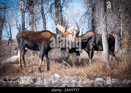 Una coppia di bull moose bloccare i palchi in un display di posizione dominante durante l'autunno rut accoppiamento stagione nel Parco Nazionale di Grand Teton in alci, Wyoming. Foto Stock