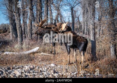 Una coppia di bull moose stare insieme come hanno dimensioni tra loro durante l'autunno rut accoppiamento stagione nel Parco Nazionale di Grand Teton in alci, Wyoming. Foto Stock