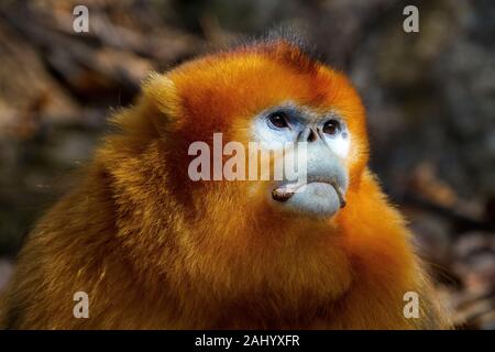 Maschio adulto rampognare-annusò scimmia dorata (Rhinopithecus roxellana). Gennaio in area forestale in montagne Qinling, provincia di Shaanxi, Cina Foto Stock