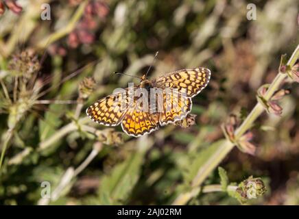 Glanville Fritillary butterfly Melitaea cinxia crogiolarsi al sole sulla costa sud dell'Isola di Wight Hampshire Inghilterra Foto Stock