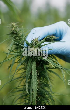 Scienziato mostrano la marijuana bud dimensioni e la qualità di piante di fiori di canapa bud sul campo. A base di erbe della medicina alternativa cannabis CBD. Foto Stock