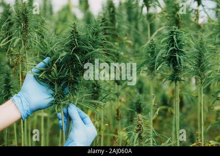 Scienziato e attesa mostra piante di cannabis sul campo di canapa. Foto Stock