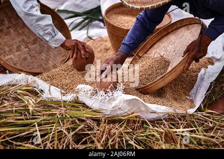 Agricoltore la trebbiatura del riso. Agricoltore vendemmia manuale di riso, campagna di Bali. Il riso dal campo in rattan di armatura il vassoio con il contadino con le mani in mano. Foto Stock