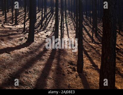 Gran Canaria, Dicembre, bassa sole che splende attraverso Burnt Pine Forest, lunghe ombre ventaglio Foto Stock