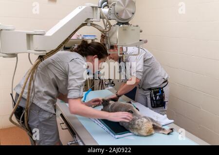 Da sinistra a destra e in campo veterinario infermiere, Natascia Banville e servizi veterinari manager, medico. Claude Lacasse, preparare un infortunio per un maschio di nome Koala, Blai Foto Stock